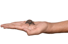 Copper tortoise figurine in hand, handcrafted 1 inch size comparison
