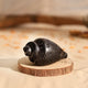Divine Karungali Shankh for Spiritual Decor